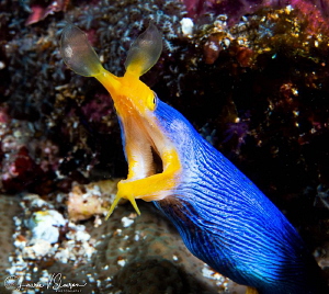 Male ribbon eel/Photographed with a Canon 60 mm macro len... by Laurie Slawson 